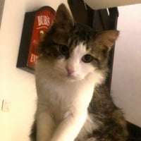 Photo de profil de Fripon