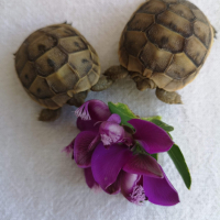 Photo de profil de Tortue