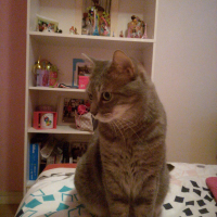 Photo de profil de Gribouille