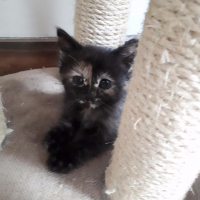 Photo de profil de Nala