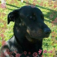 Photo de profil de HELL DIABLO de la Noé des Serments des Brûmes