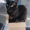 Photo de Pookie, Angora Turc