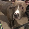 Photo de Kenzo, Staffordshire Bull Terrier