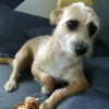 Photo de CANNELLE, Border Terrier