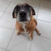 Photo de Stella, Berger Belge Malinois