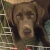 Photo de Roby, Labradoodle