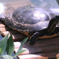 Photo de profil de  TITINE
