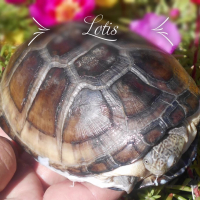 Photo de profil de LOTIS