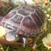 Photo de profil de Otto
