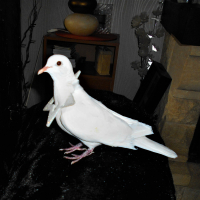Photo de profil de LOULOUTE