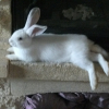 Photo de BIZOU