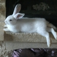 Photo de profil de BIZOU