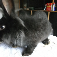 Photo de profil de LION