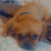 Photo de Simba