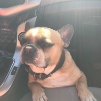 Photo de profil de Koby