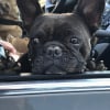 Photo de Loli Pet , Affenpinscher