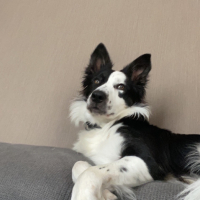 Photo de profil de Poppy