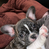 Photo de profil de Stella
