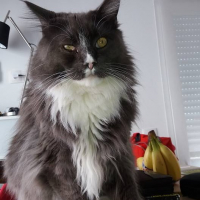 Photo de profil de Ramsès