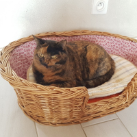 Photo de profil de Omelette