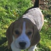 Photo de Roky , Beagle