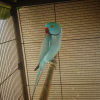 Photo de Coco