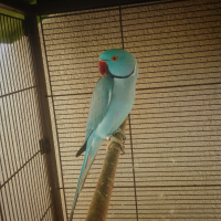 Photo de profil de Coco