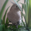 Photo de Titi