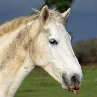 Photo de profil de Gris-Poil