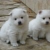 Photo de Lista Youka, Spitz Japonais