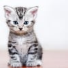 Photo de Dolce