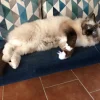 Photo de Berlino , Ragdoll