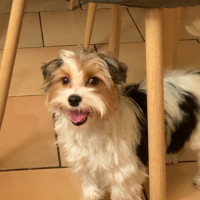 Photo de profil de Rocky