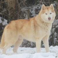 Photo de profil de Flake