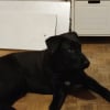 Photo de Simba