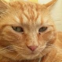 Photo de profil de Tigrou