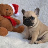 Photo de profil de Bouledogue français 