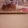 Photo de Willow, Hamster