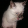 Photo de Dobby