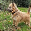 Photo de Look, Cairn Terrier