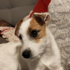 Photo de Rita, Jack Russell Terrier