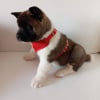 Photo de Balou 