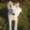Photo de Echo , Berger Blanc Suisse