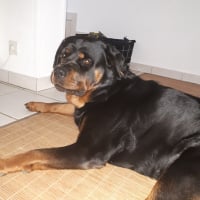 Photo de profil de Mega 