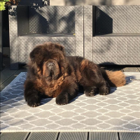 Photo de profil de Finn Mc Cool de Champernoune