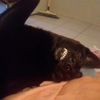 Photo de profil de Mescalino