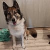 Photo de Apache, Berger Belge Tervueren
