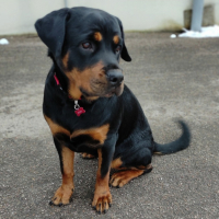 Photo de profil de Ruby