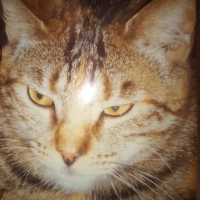 Photo de profil de Osiris