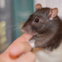 Photo de profil de Mika